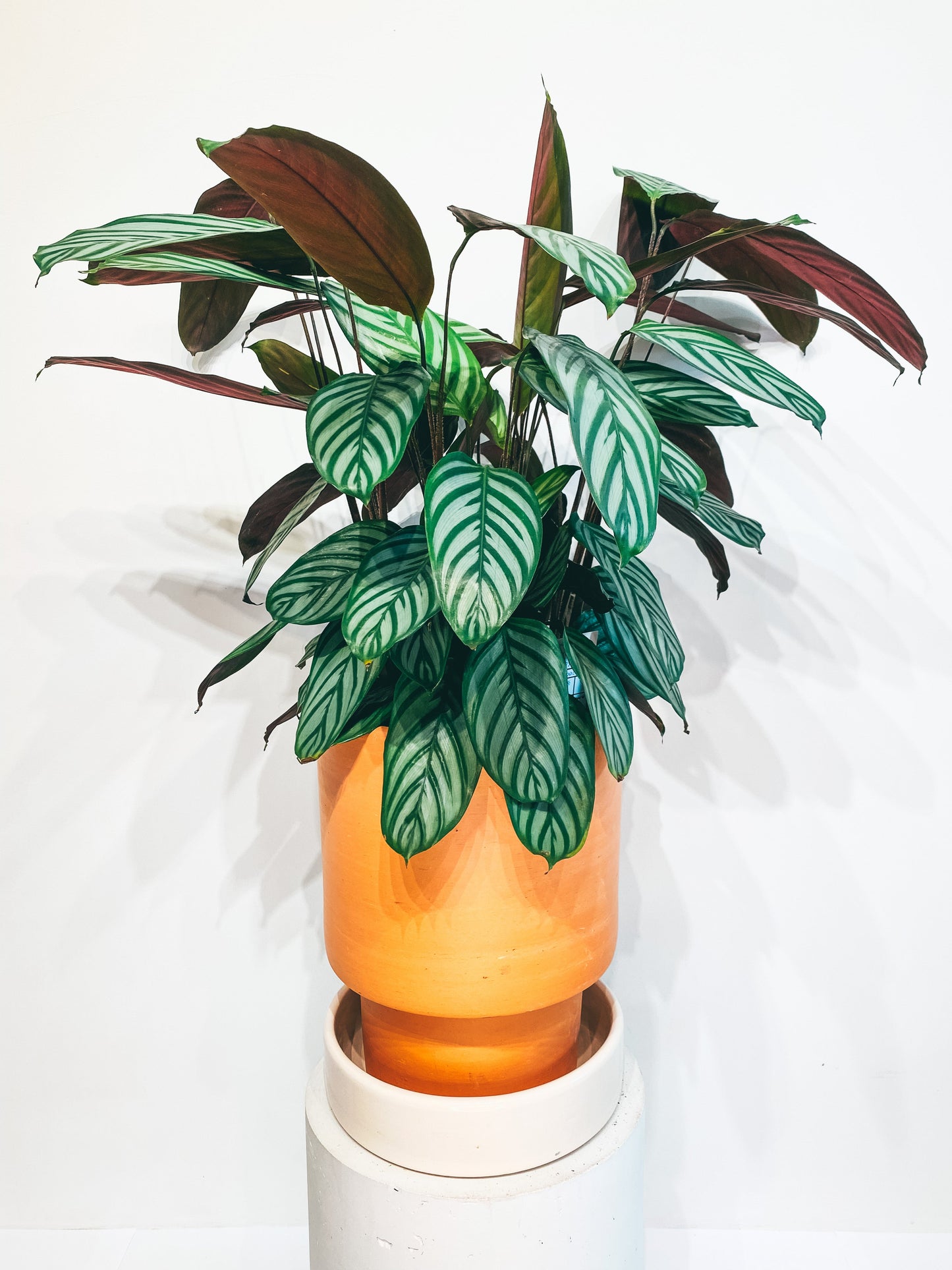 (only in the shop!) Minimal terracotta pot D26 + white glazed plate