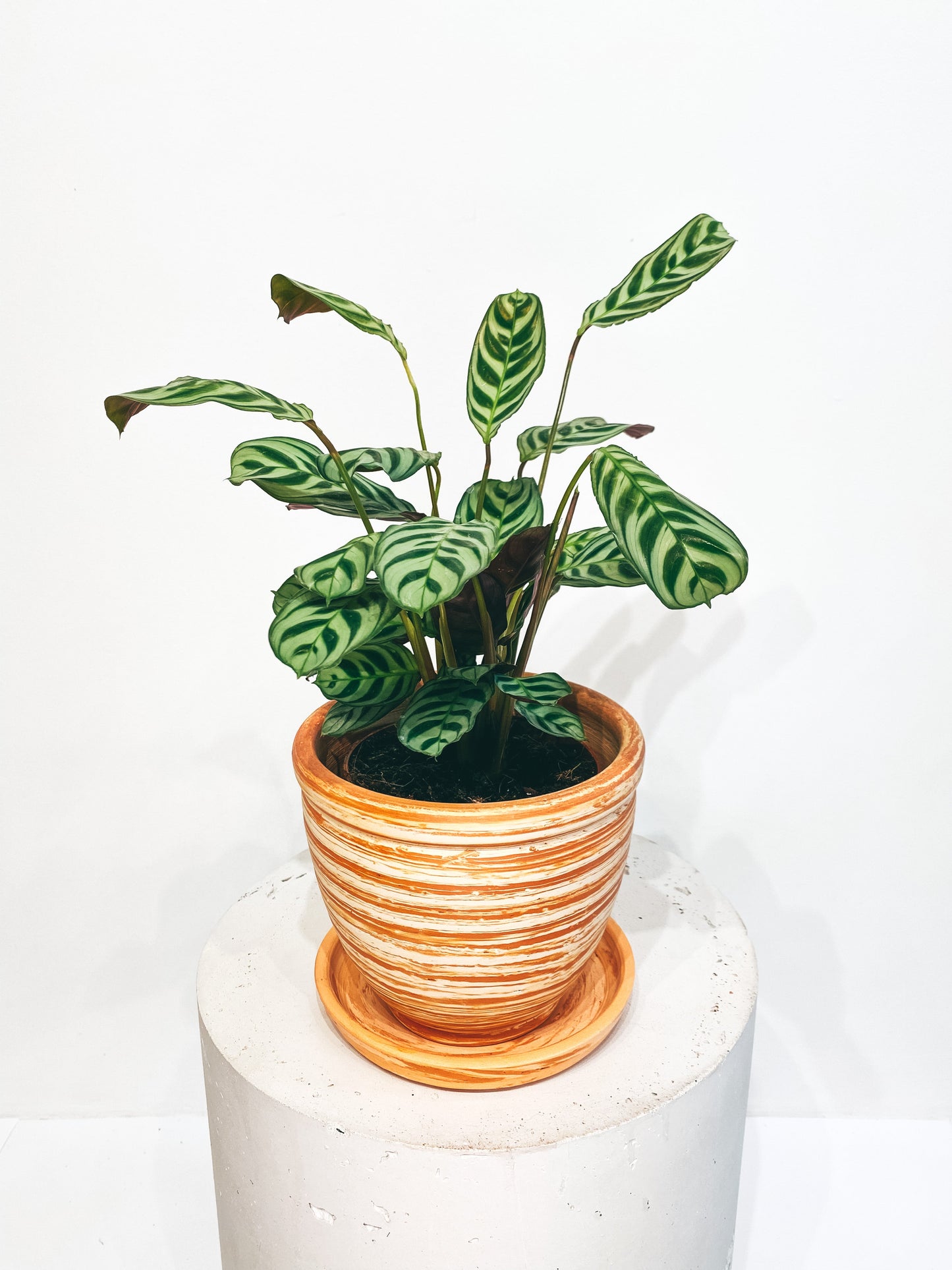 Mixed clay curved terracotta pot D13