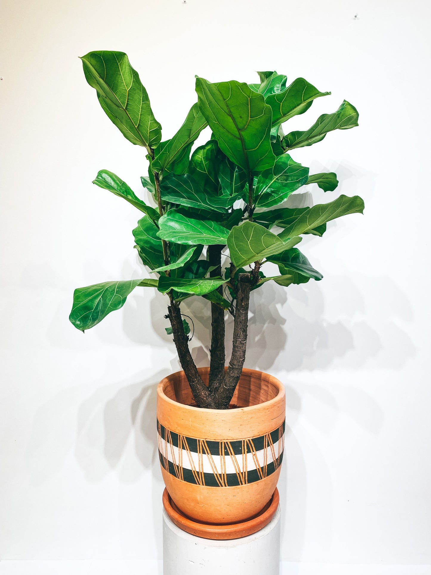 (IN SHOP ONLY!) Black-white "new style" engraved high curved terracotta pot N4 - D30 H30