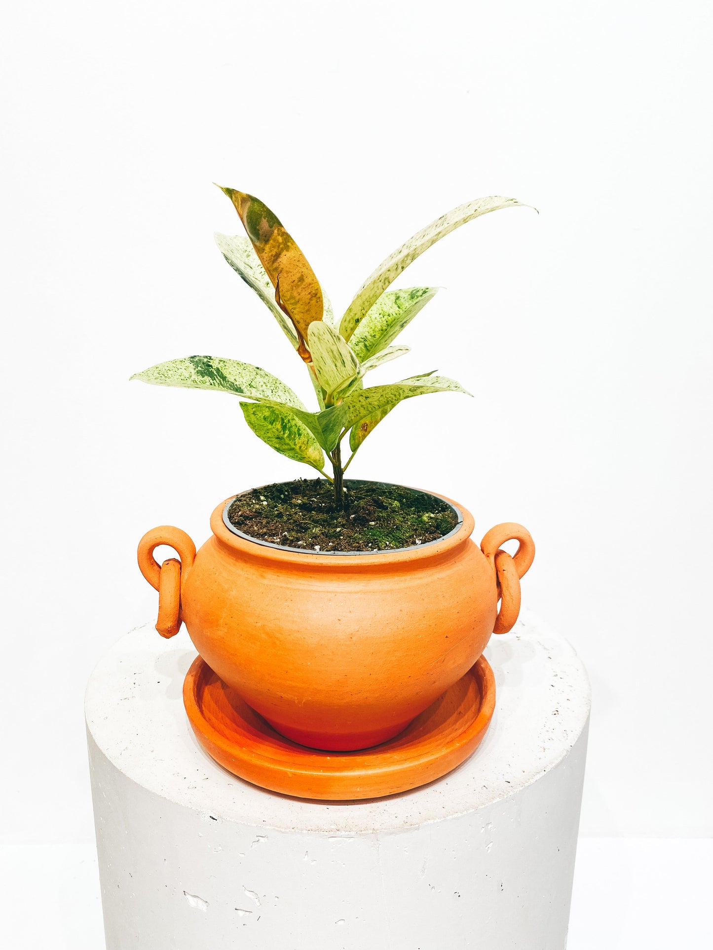 Traditional "moyo" terracotta pot with earrings D16