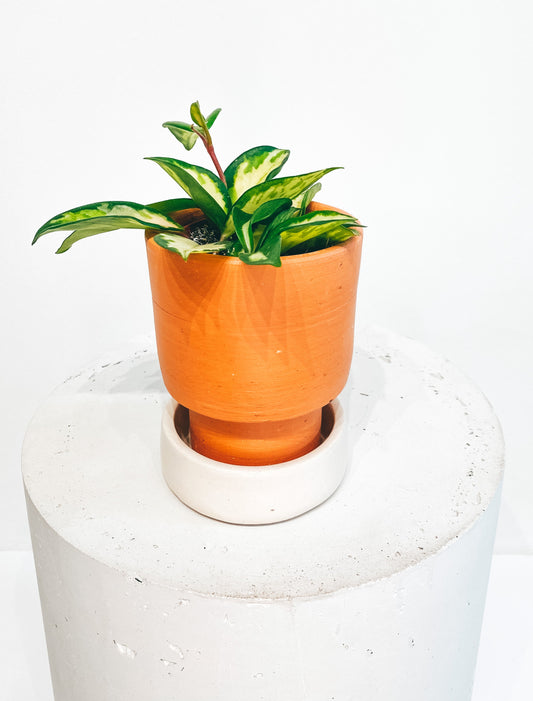 Minimal terracotta pot D10 + white glazed plate