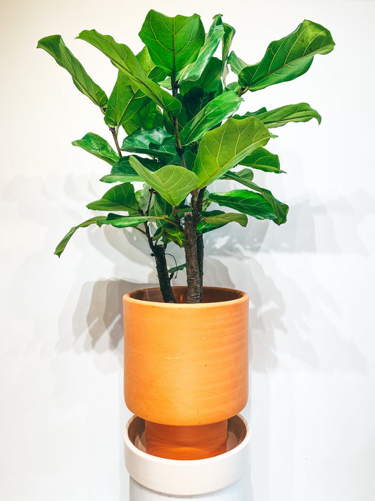 (alleen in de winkel!) Minimal terracotta pot D31 + white glazed plate